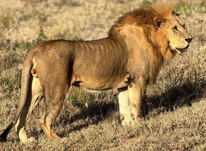 10 Days– The Grand Kenya Wildlife Expedition