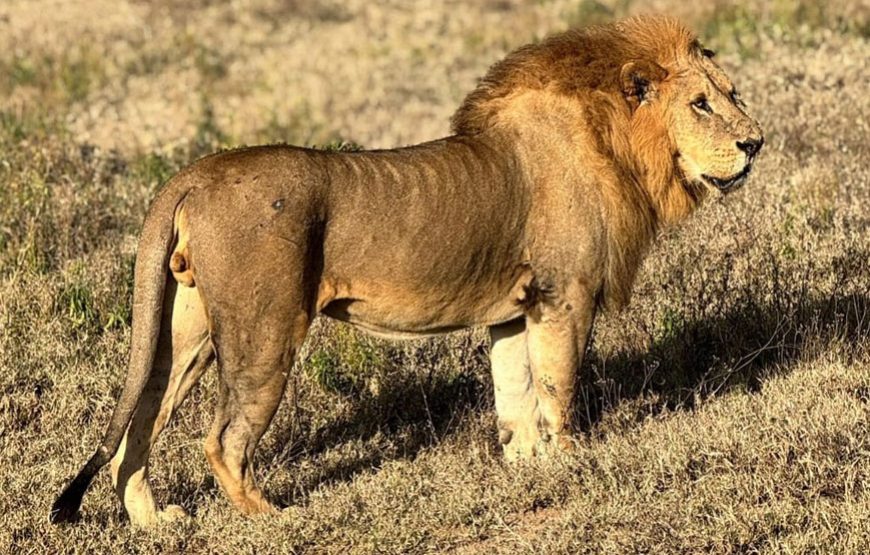 10 Days– The Grand Kenya Wildlife Expedition