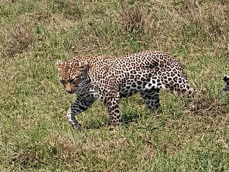 3 Days / 2 Nights Amboseli