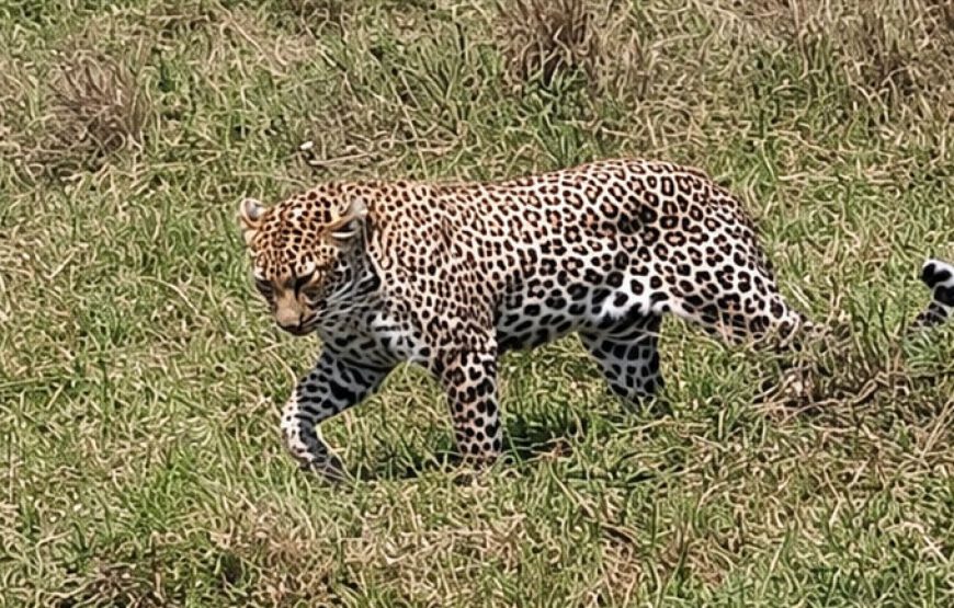 3 Days / 2 Nights Amboseli