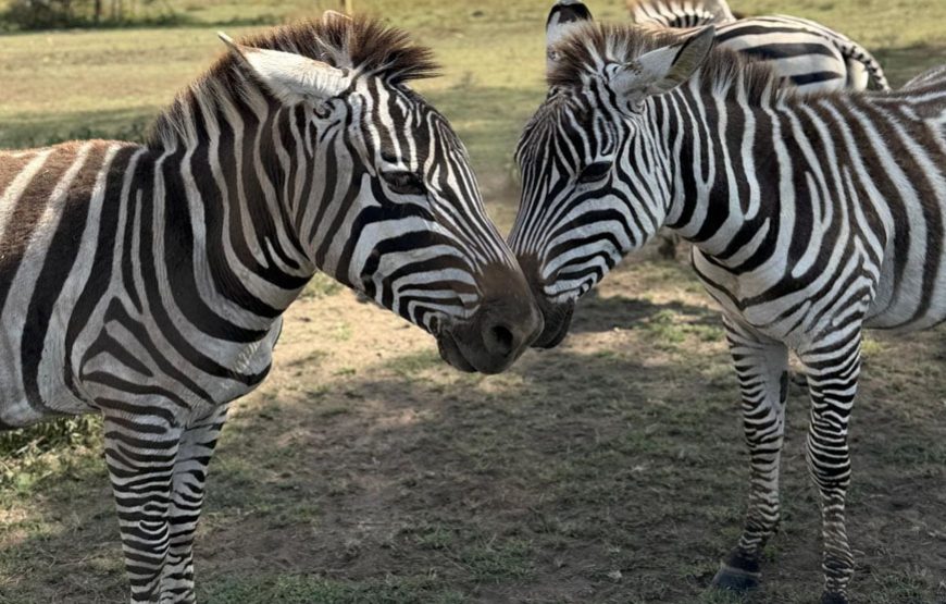 5-day Tanzania safari itinerary