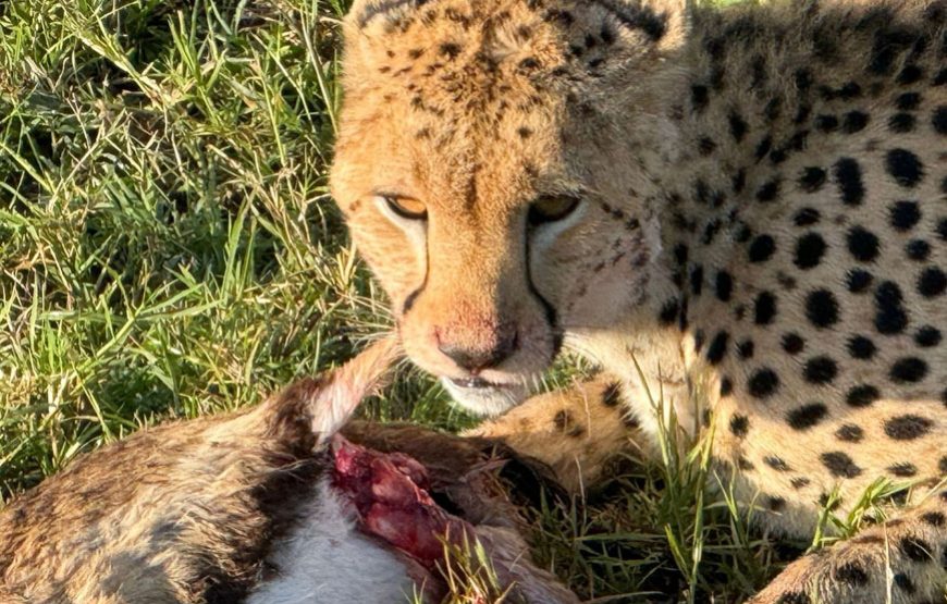 7-day Kenya safari itinerary