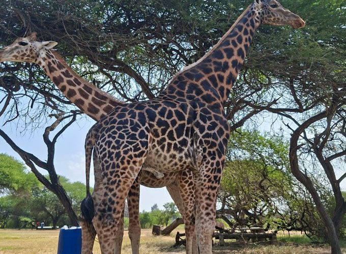 8-Day Kenya Safari Itinerary