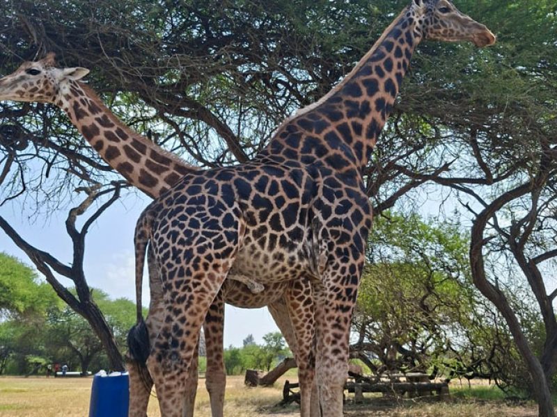 8-Day Kenya Safari Itinerary