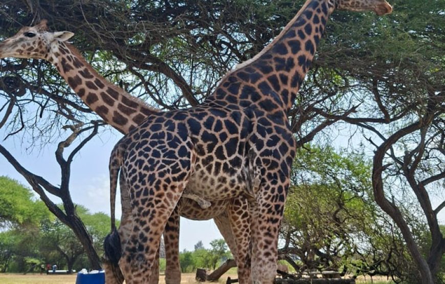 3 Days / 2 Nights Amboseli